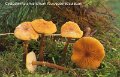 Cystoderma amianthinum f.rugosoreticulatum-amf746